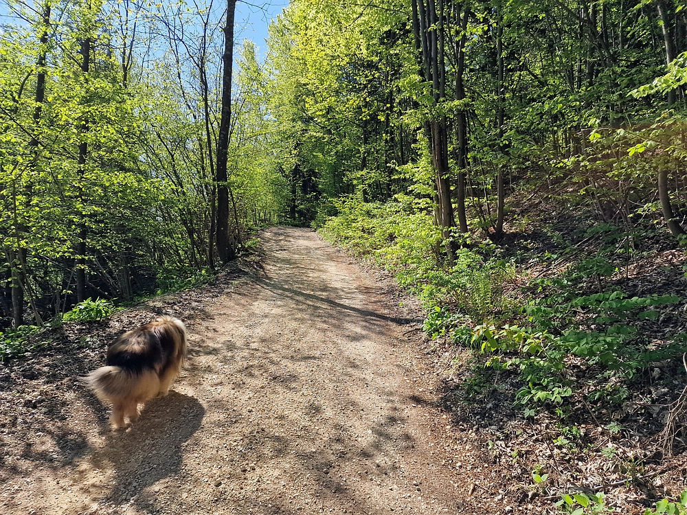 Slika je vidna v Google Chromu.
