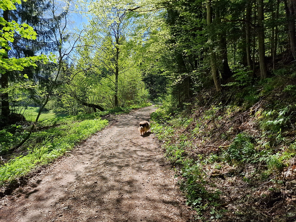 Slika je vidna v Google Chromu.