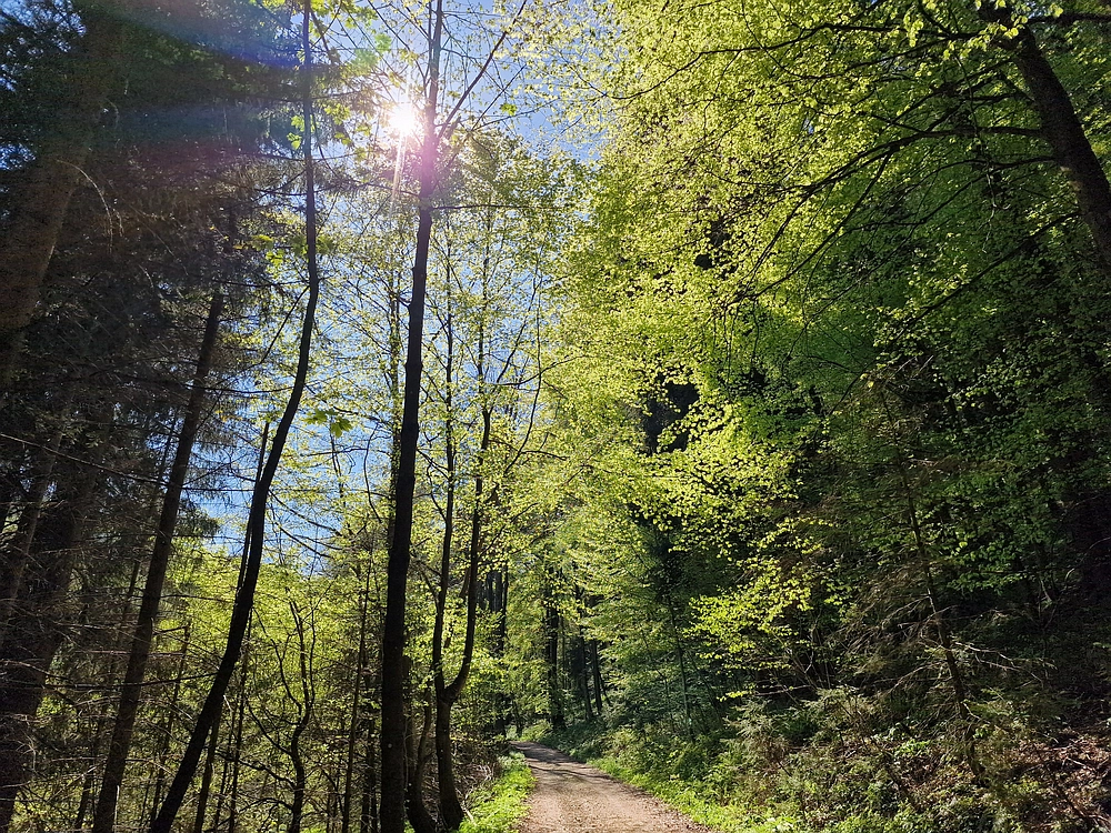 Slika je vidna v Google Chromu.