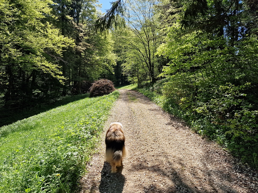 Slika je vidna v Google Chromu.
