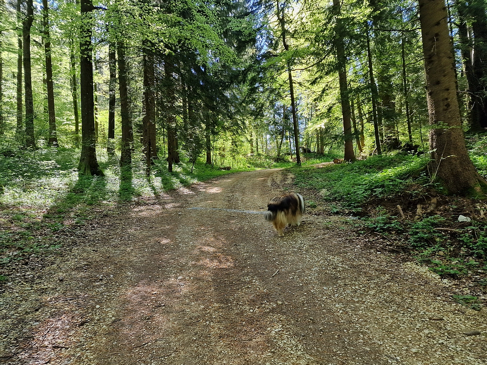 Slika je vidna v Google Chromu.