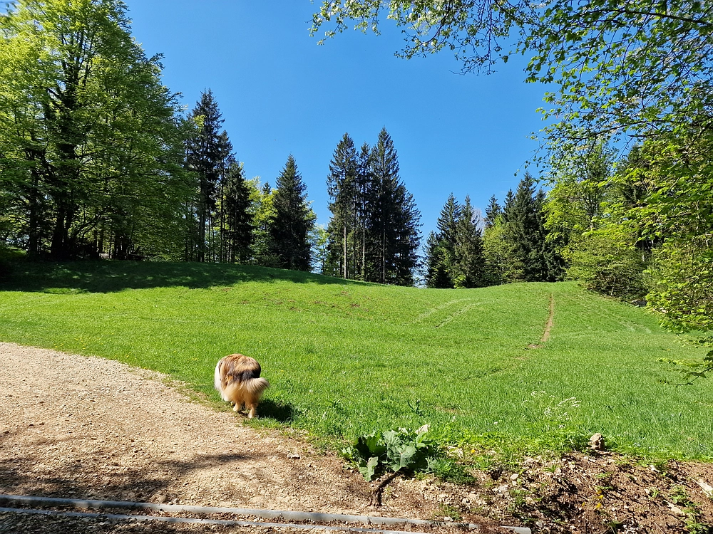 Slika je vidna v Google Chromu.