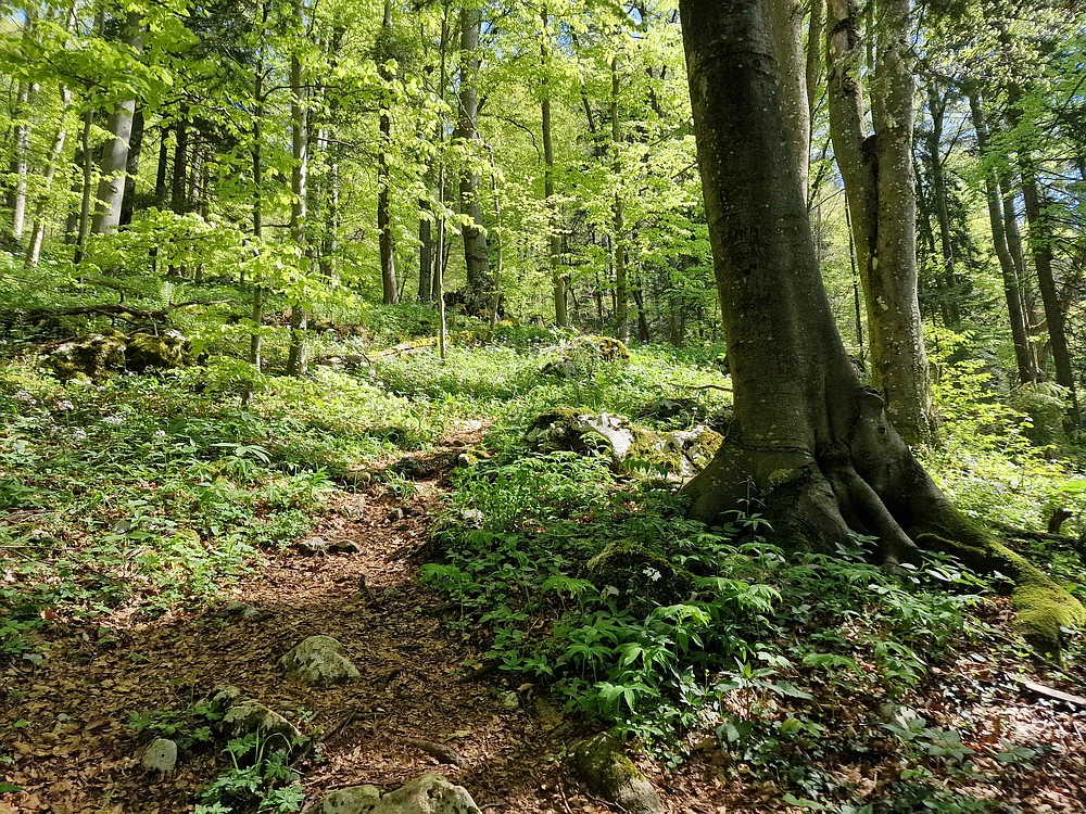 Slika je vidna v Google Chromu.