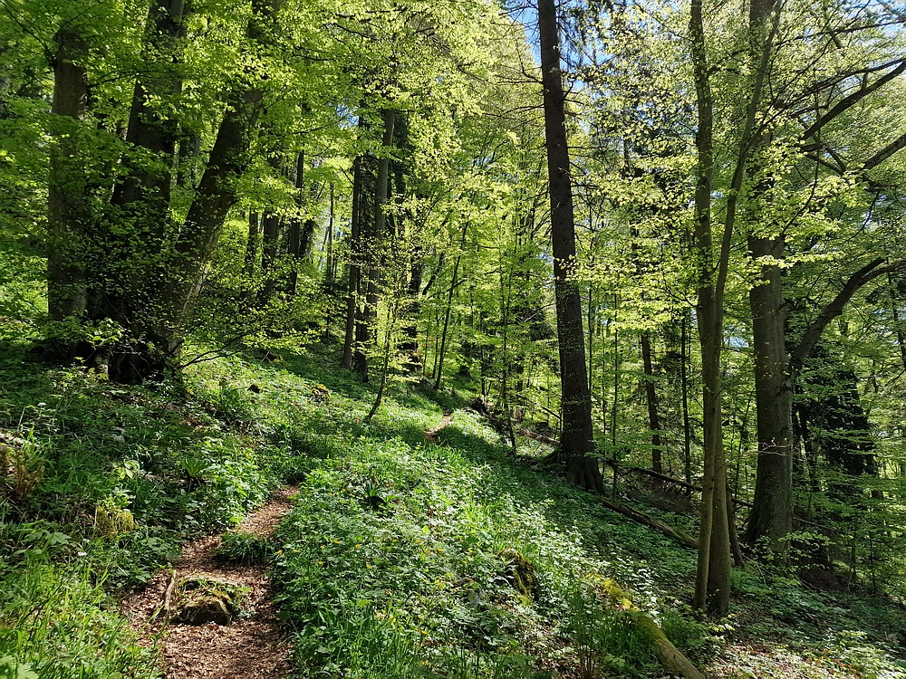 Slika je vidna v Google Chromu.