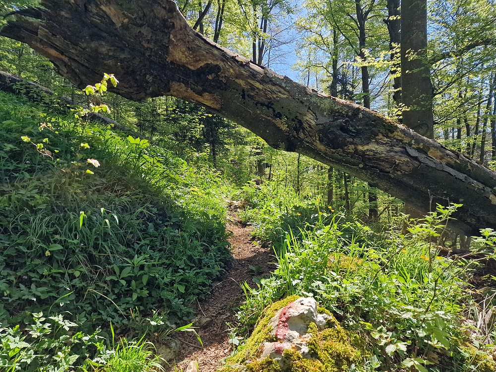 Slika je vidna v Google Chromu.