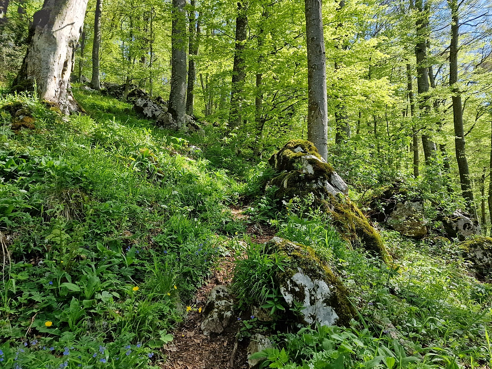 Slika je vidna v Google Chromu.