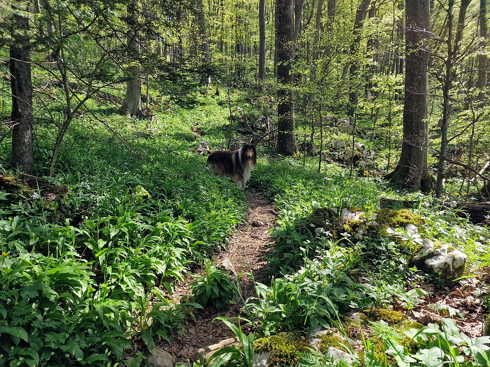 Slika je vidna v Google Chromu.