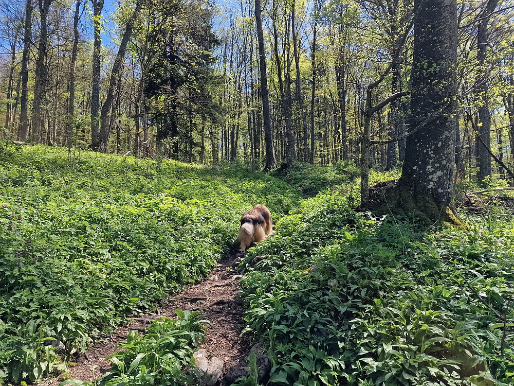 Slika je vidna v Google Chromu.