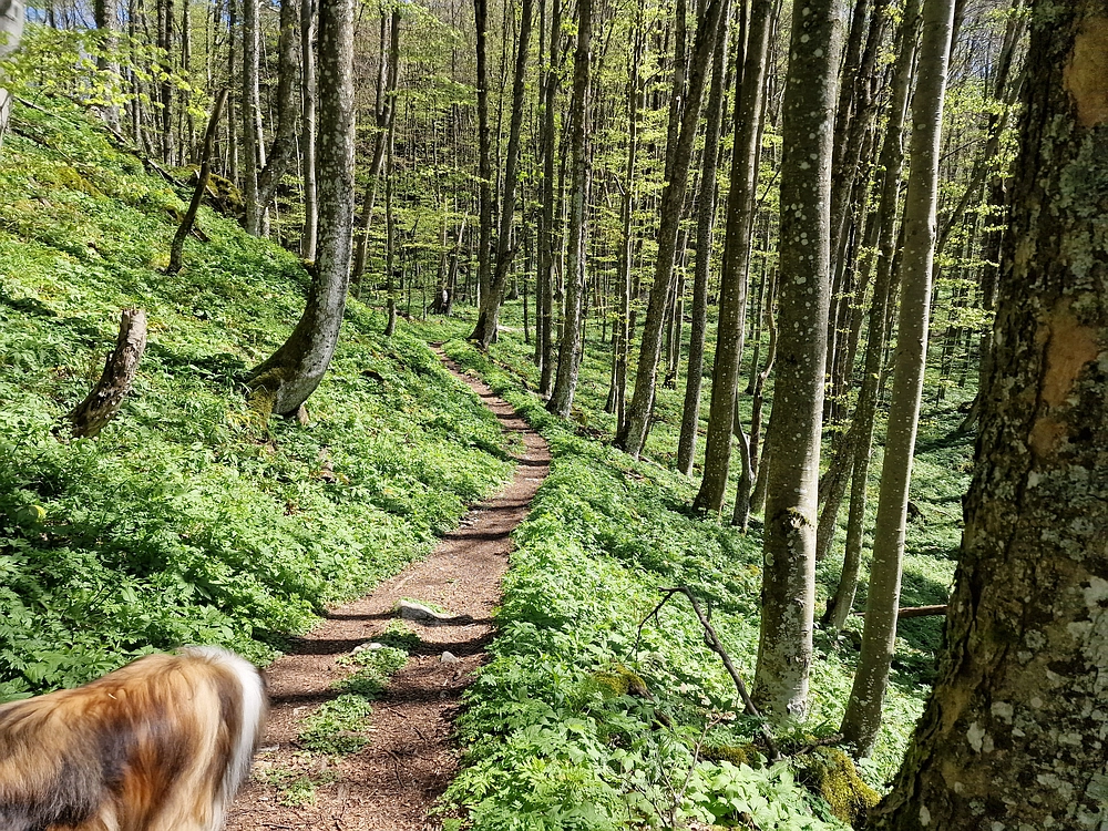 Slika je vidna v Google Chromu.