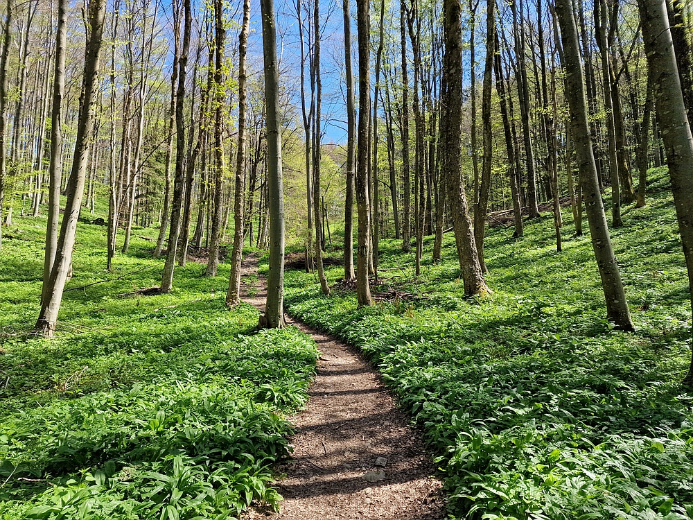 Slika je vidna v Google Chromu.