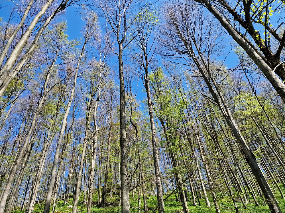 Slika je vidna v Google Chromu.