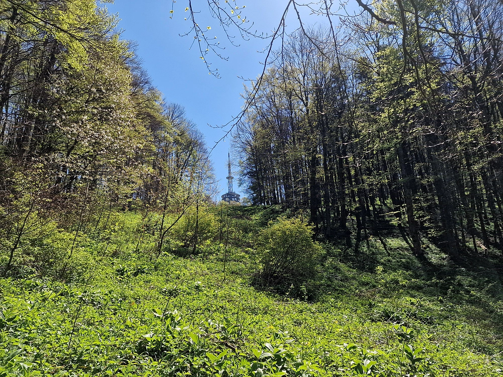 Slika je vidna v Google Chromu.