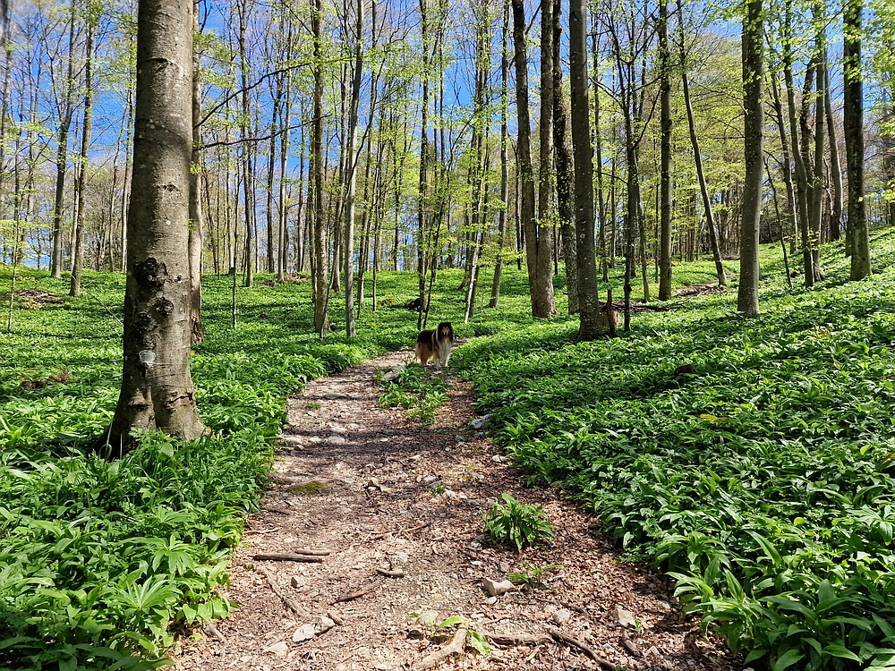 Slika je vidna v Google Chromu.
