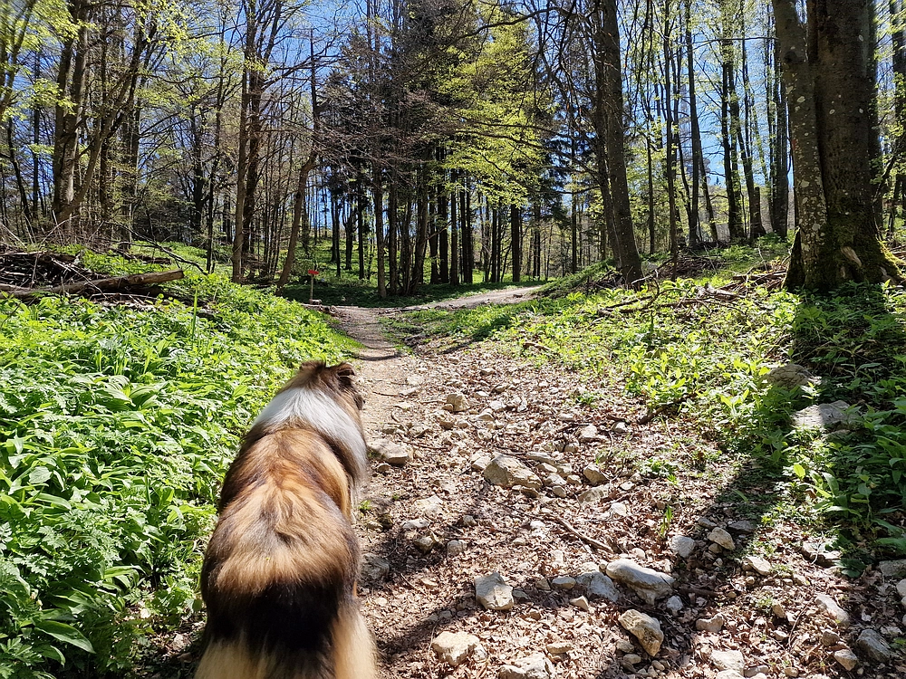 Slika je vidna v Google Chromu.