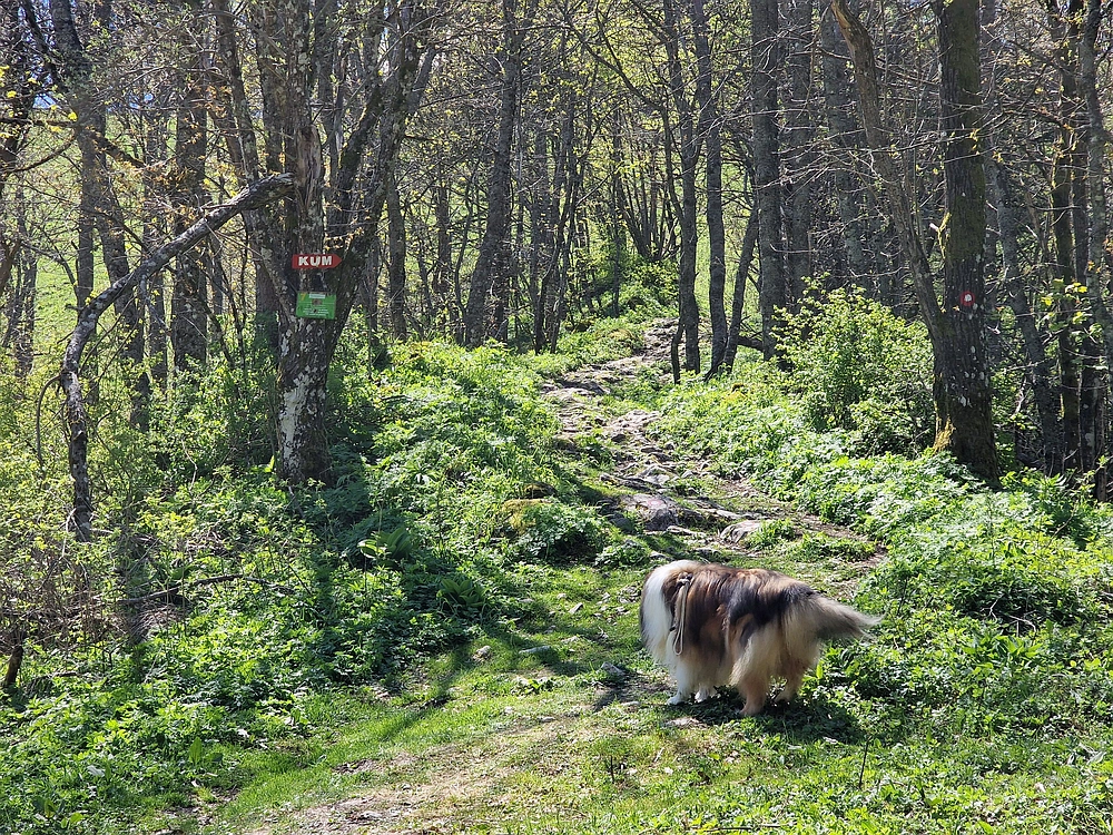 Slika je vidna v Google Chromu.