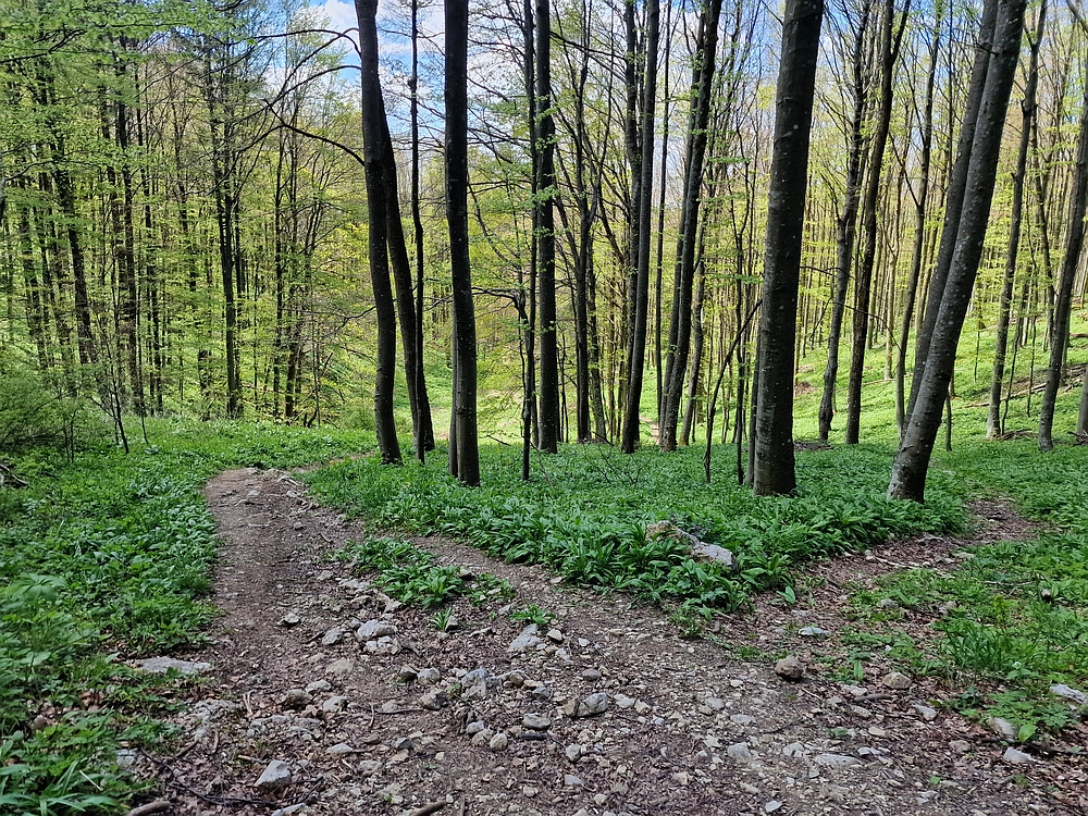 Slika je vidna v Google Chromu.