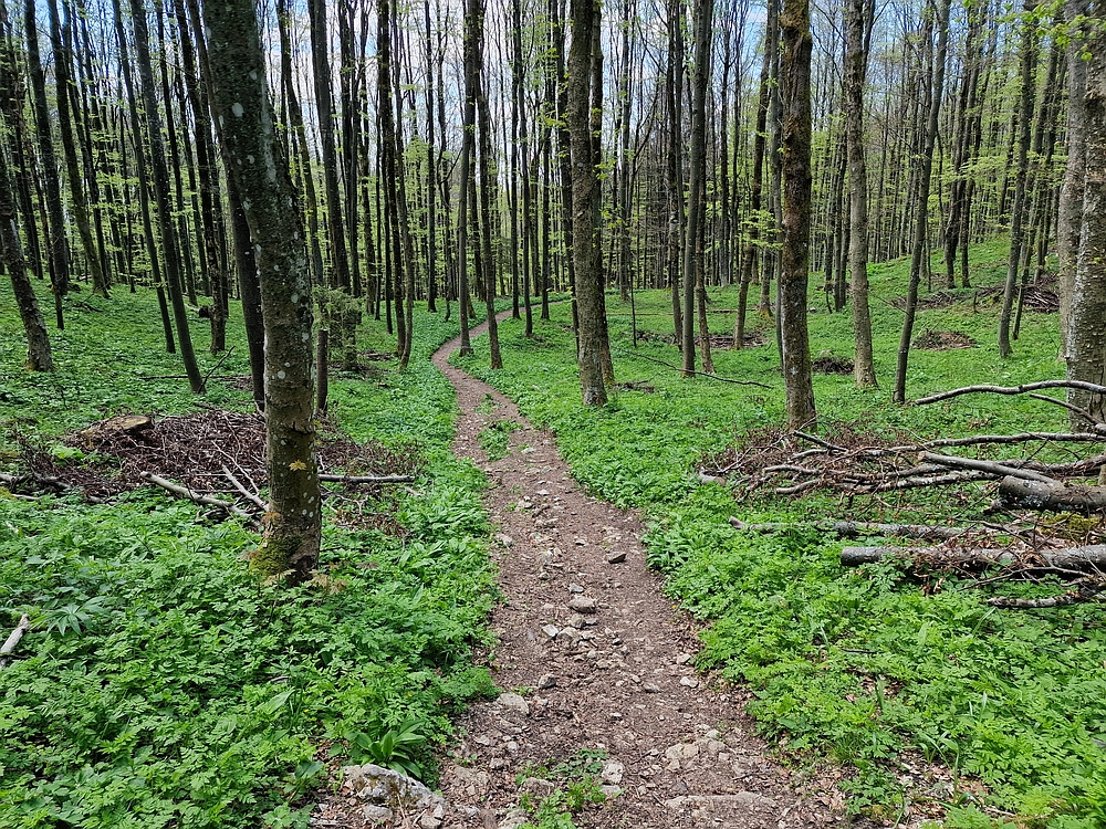 Slika je vidna v Google Chromu.