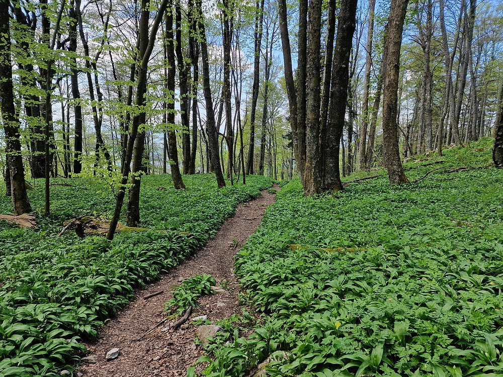 Slika je vidna v Google Chromu.