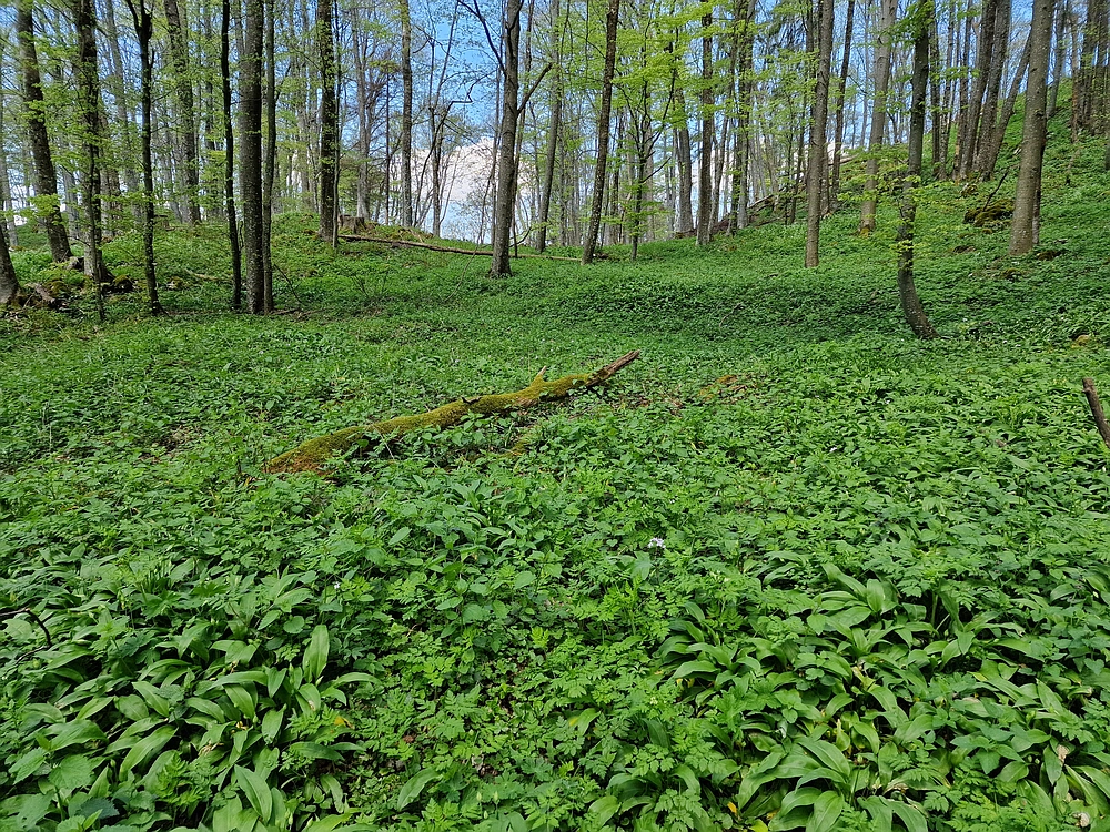 Slika je vidna v Google Chromu.