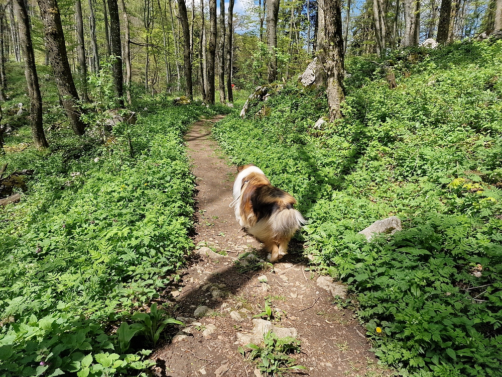 Slika je vidna v Google Chromu.