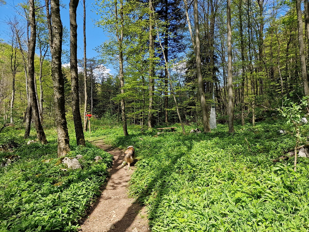 Slika je vidna v Google Chromu.