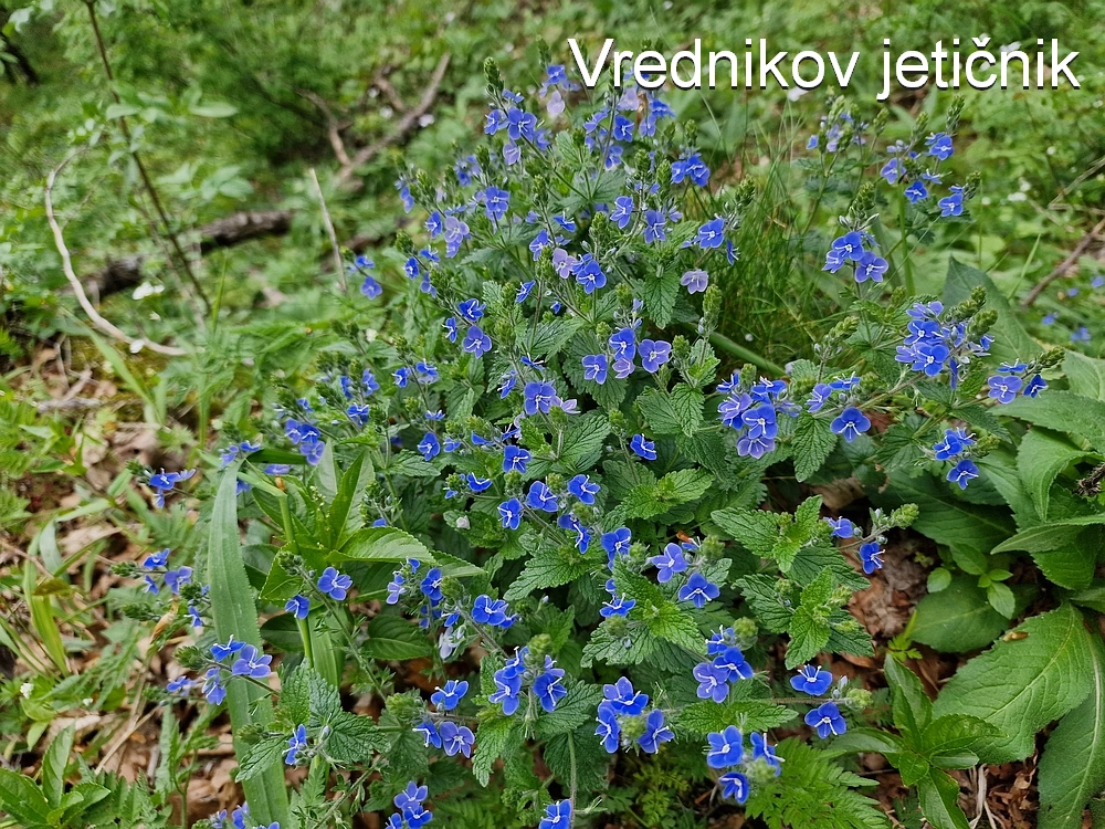 Slika je vidna v Google Chromu.