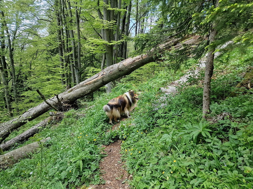 Slika je vidna v Google Chromu.
