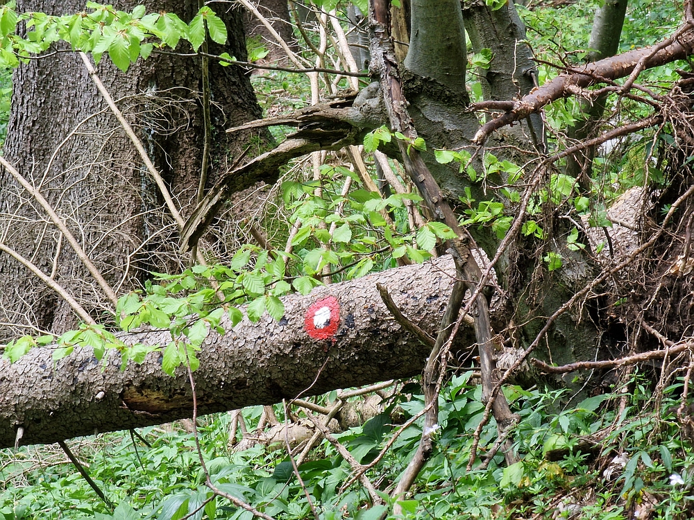 Slika je vidna v Google Chromu.