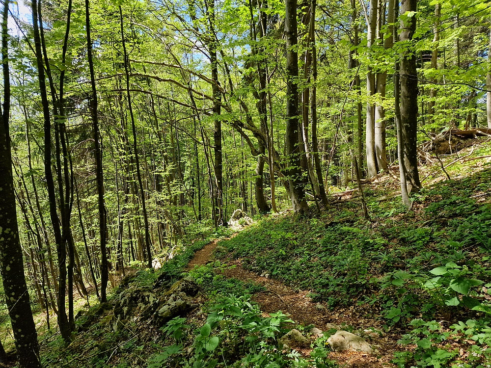 Slika je vidna v Google Chromu.