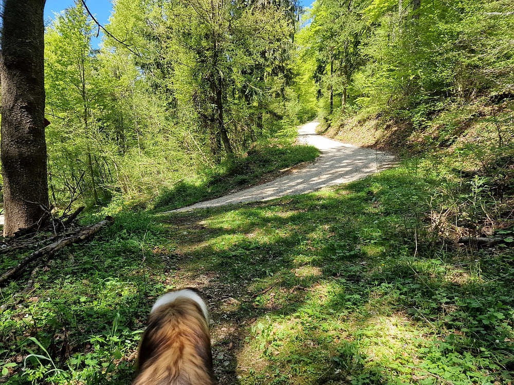 Slika je vidna v Google Chromu.