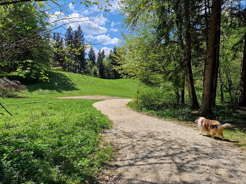 Slika je vidna v Google Chromu.