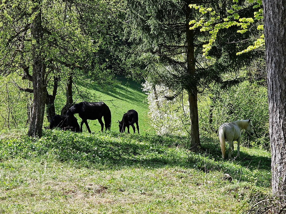 Slika je vidna v Google Chromu.
