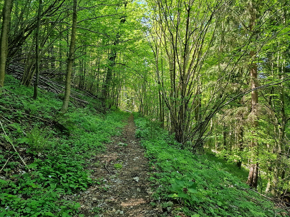 Slika je vidna v Google Chromu.