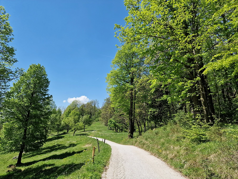 Slika je vidna v Google Chromu.