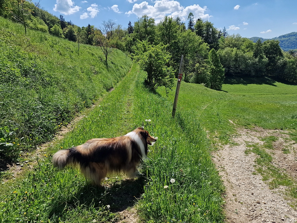 Slika je vidna v Google Chromu.