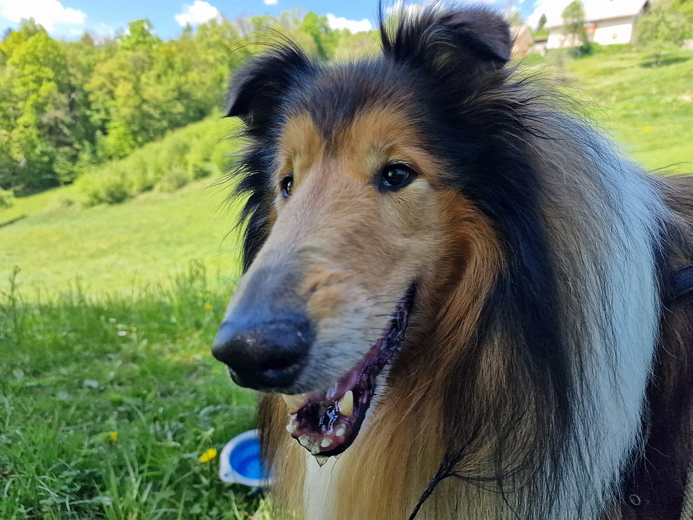 Slika je vidna v Google Chromu.