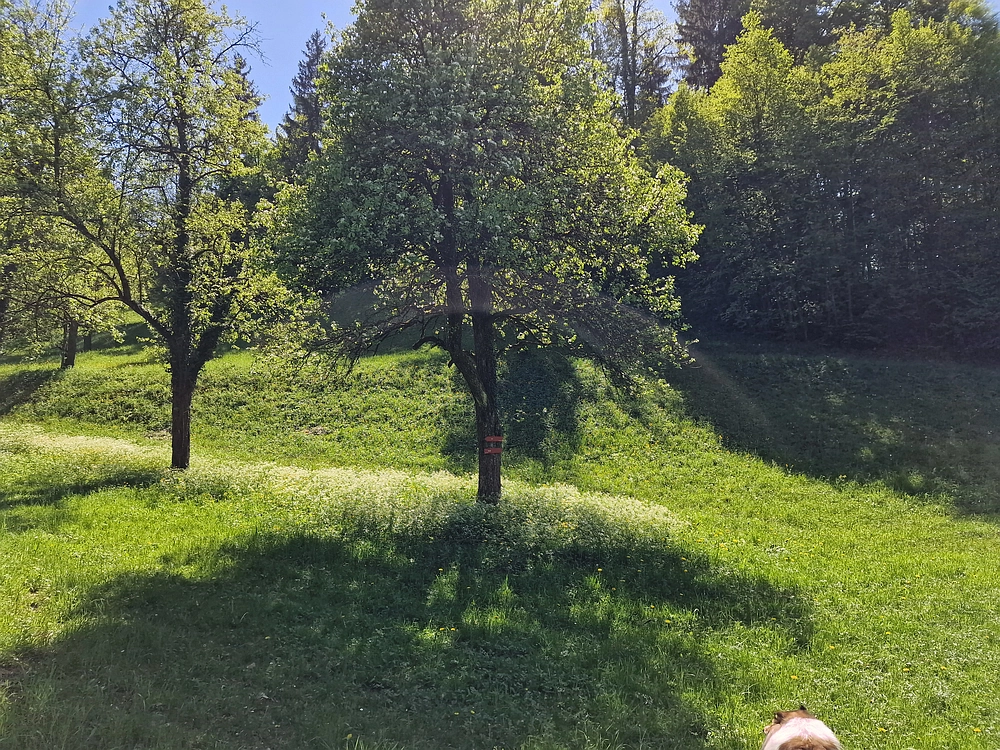 Slika je vidna v Google Chromu.