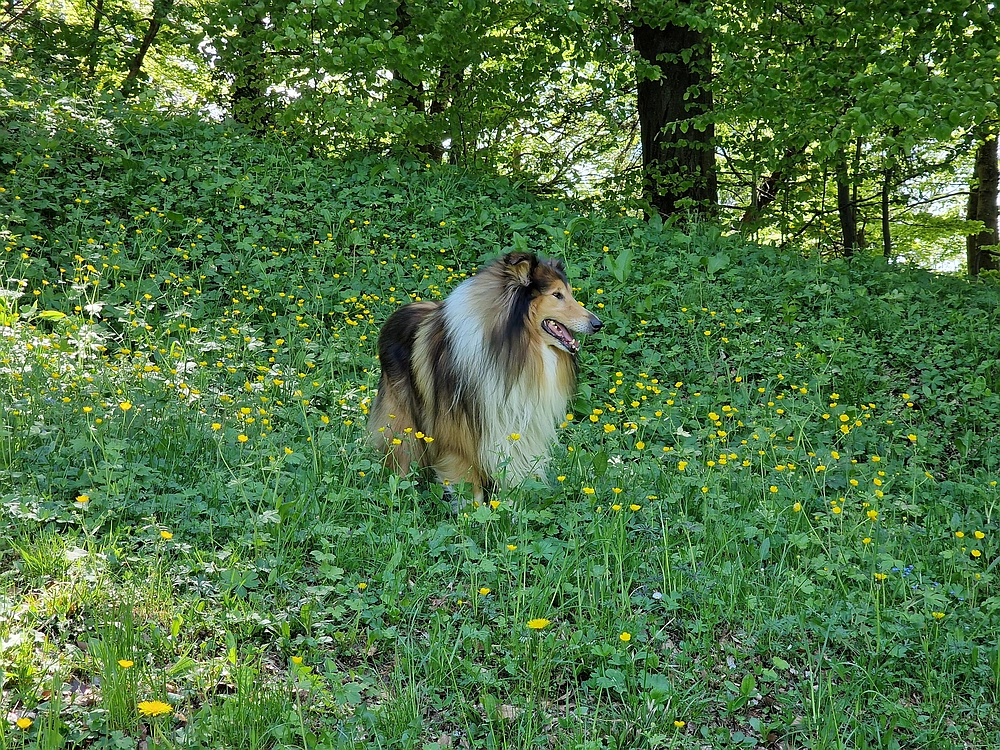 Slika je vidna v Google Chromu.