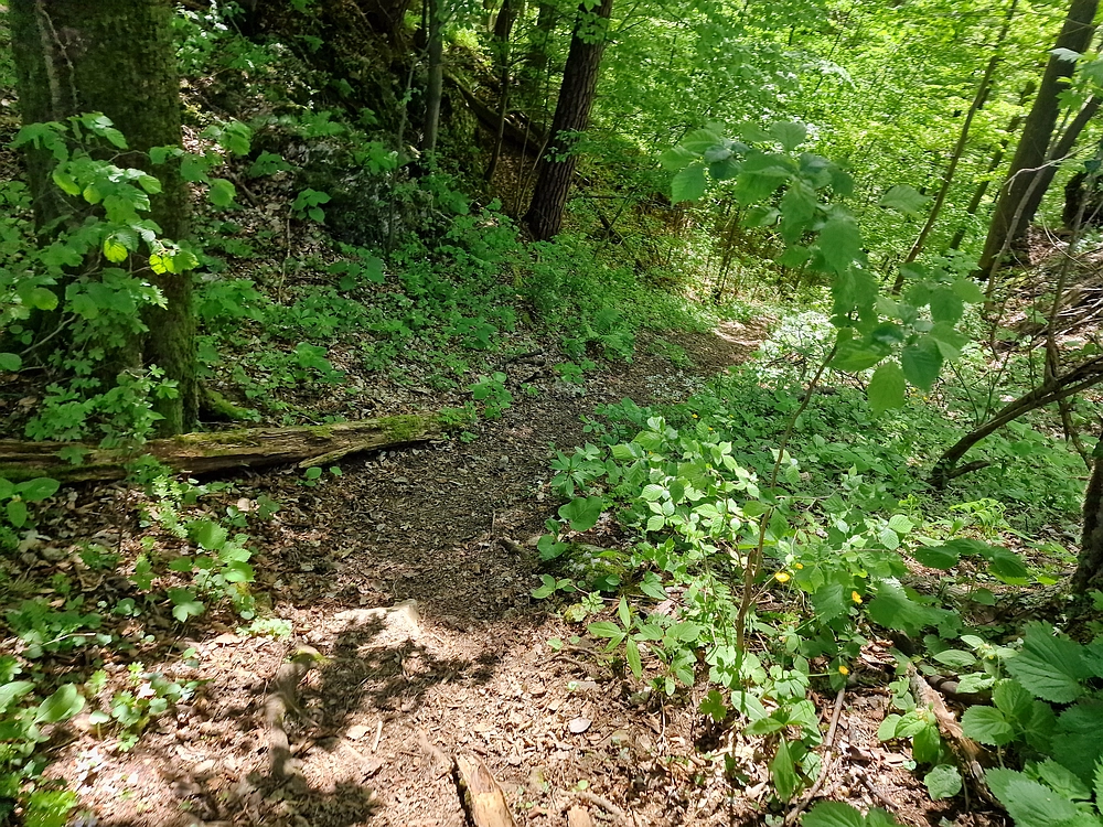 Slika je vidna v Google Chromu.