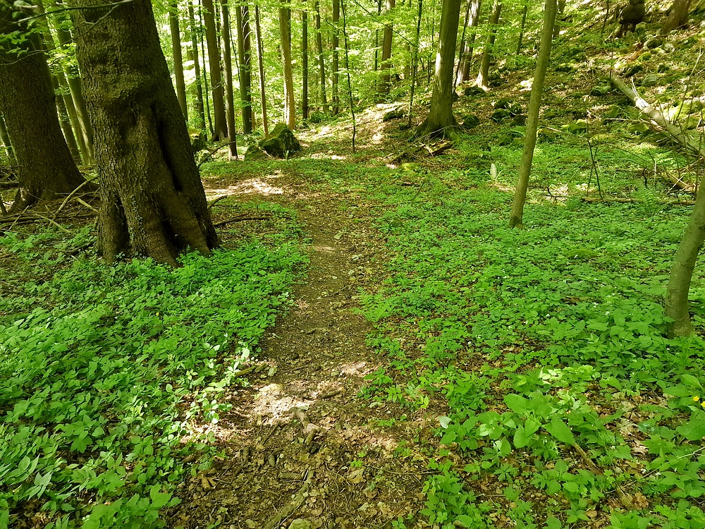 Slika je vidna v Google Chromu.