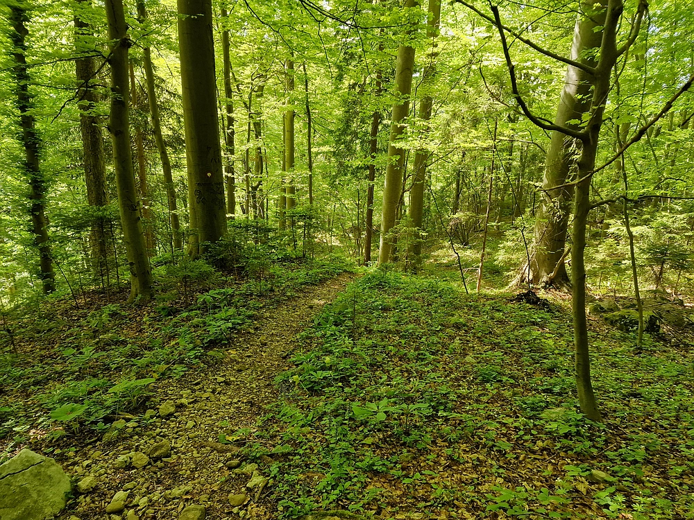 Slika je vidna v Google Chromu.