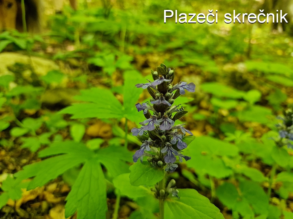 Slika je vidna v Google Chromu.