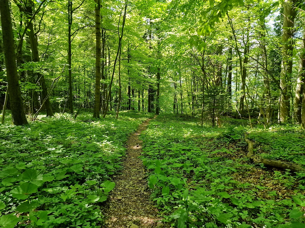 Slika je vidna v Google Chromu.