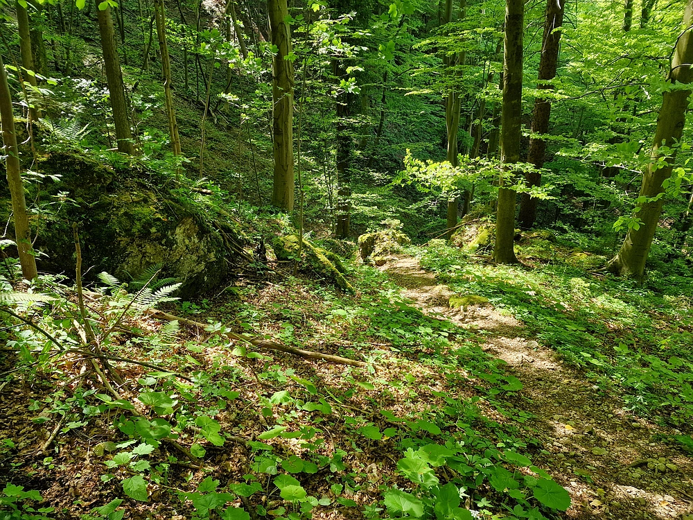 Slika je vidna v Google Chromu.