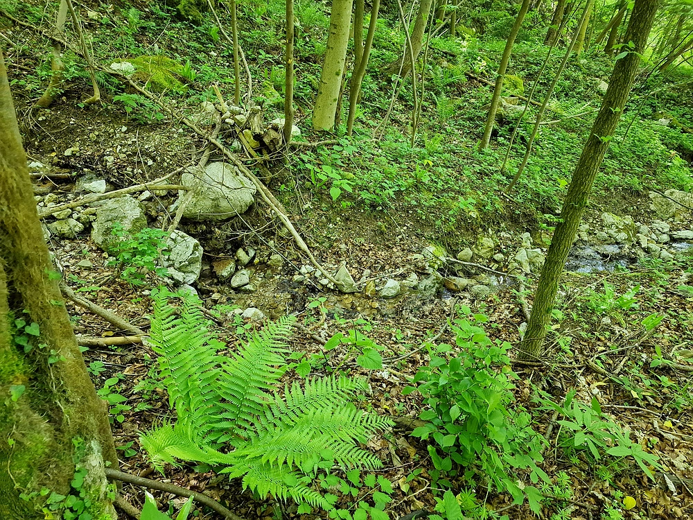 Slika je vidna v Google Chromu.