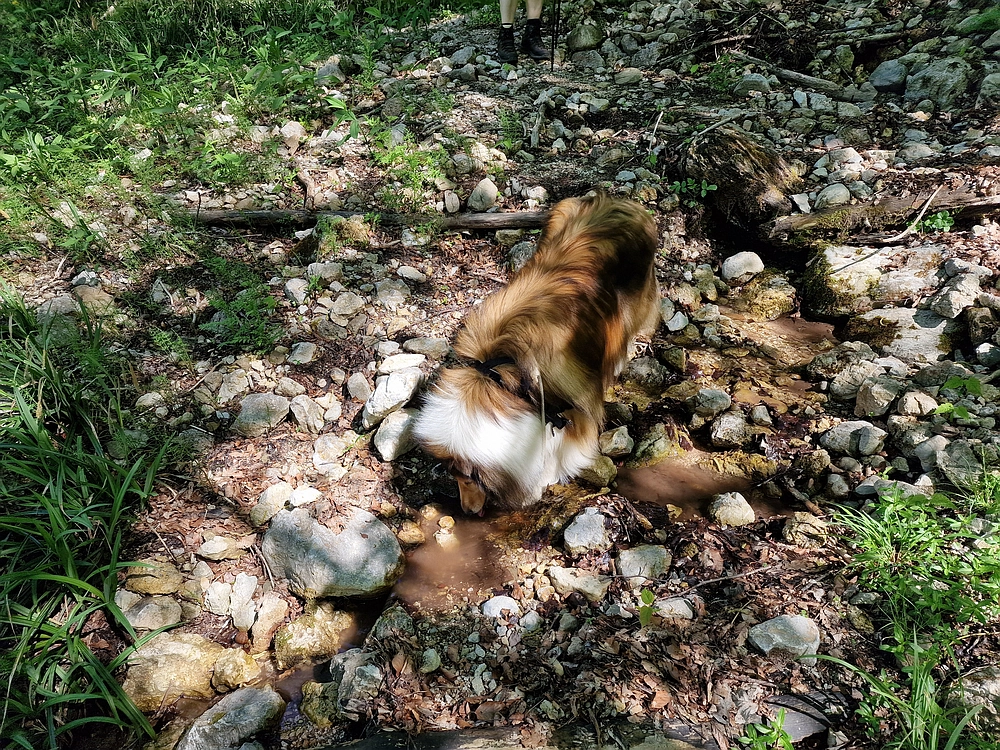 Slika je vidna v Google Chromu.