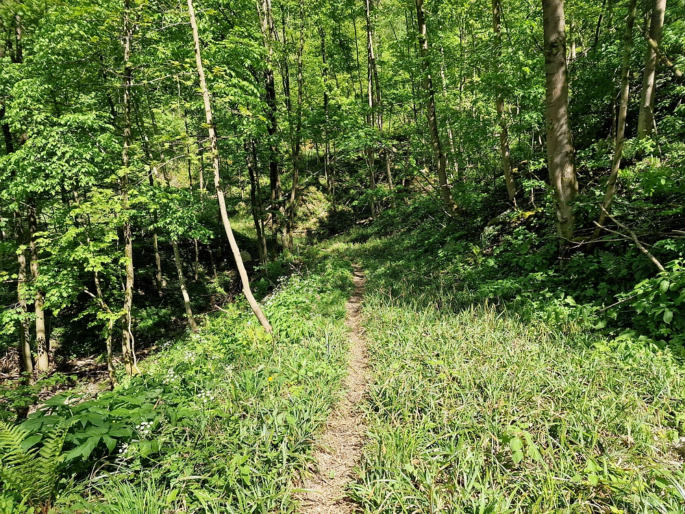 Slika je vidna v Google Chromu.