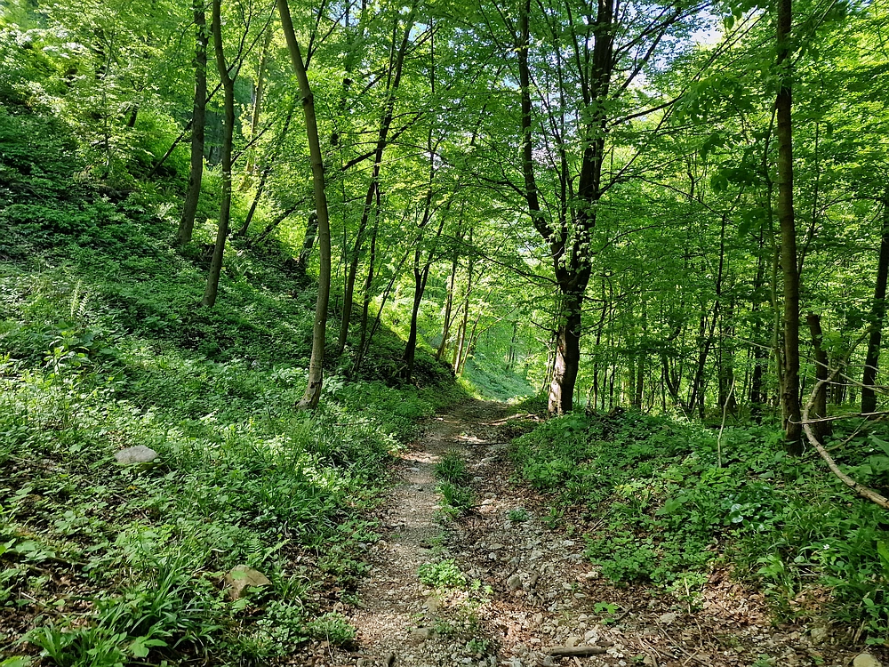Slika je vidna v Google Chromu.