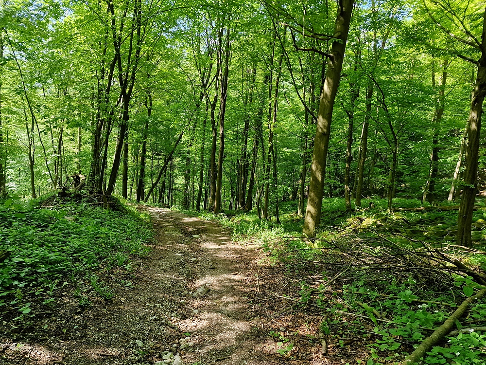 Slika je vidna v Google Chromu.