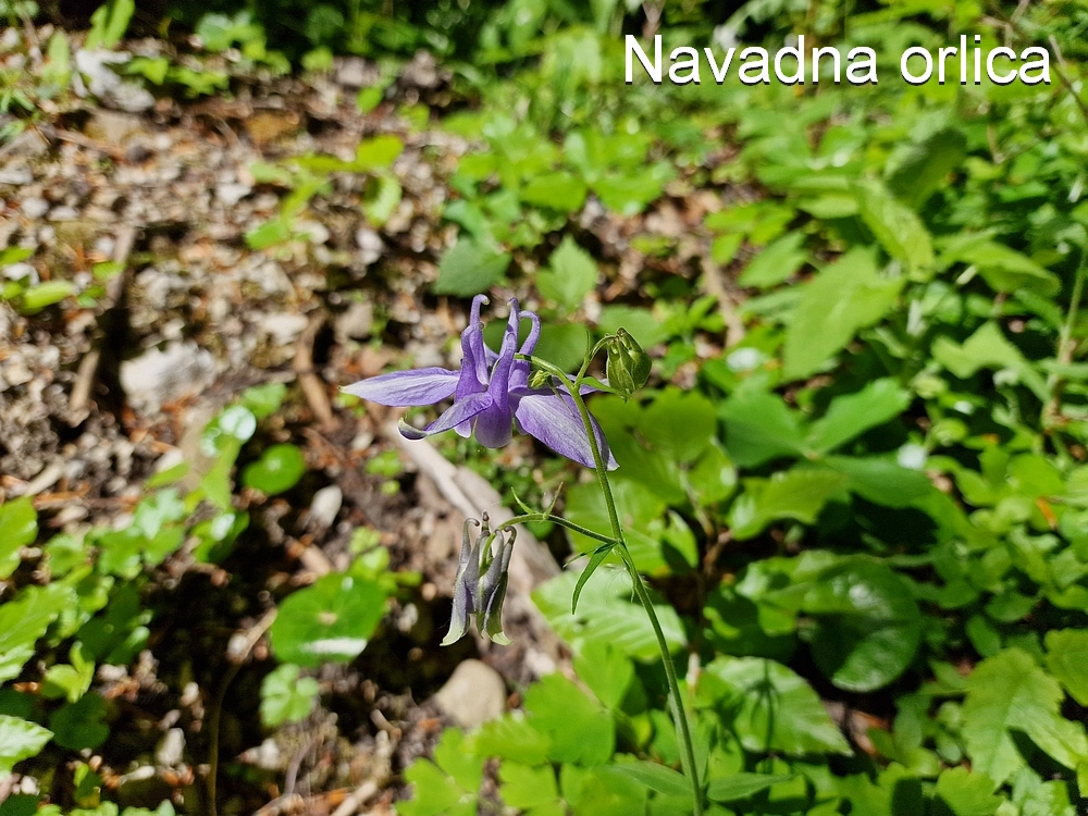 Slika je vidna v Google Chromu.